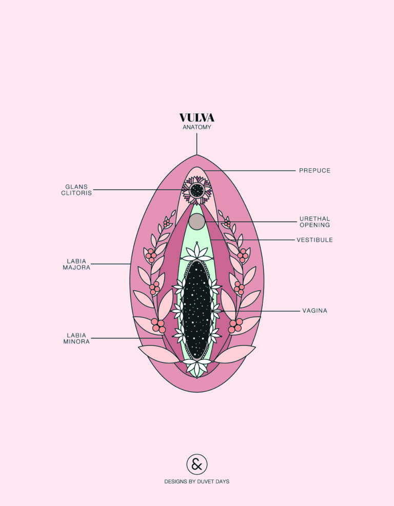 Female anatomy women s mysteries